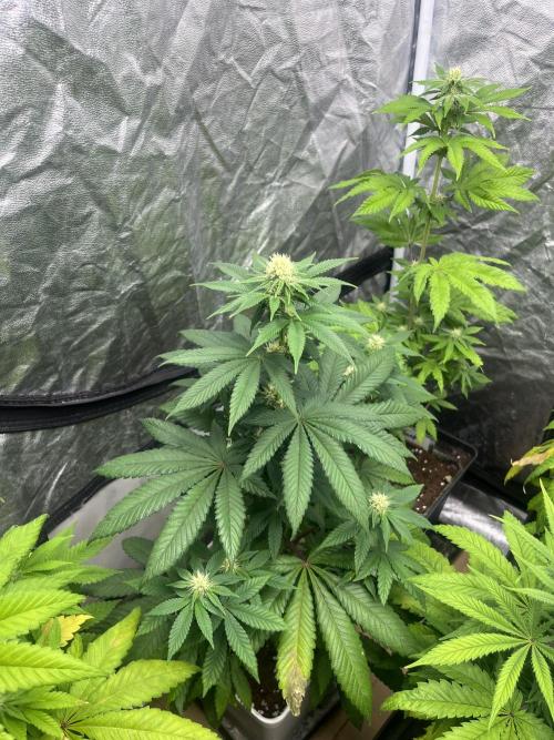 Fishy Zoap. Seedstockers. Week 8