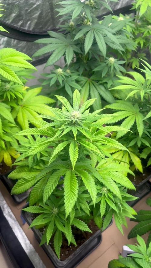 Fishy Zoap. Seedstockers