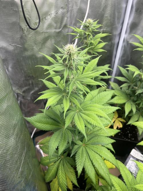 Kiwi x Papaya. Mavericks Genetics. Week 8