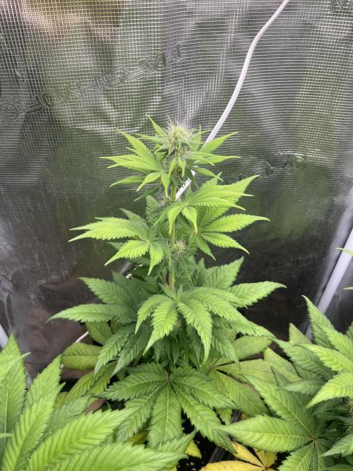 Kiwi x Papaya. Mavericks Genetics. Week 8