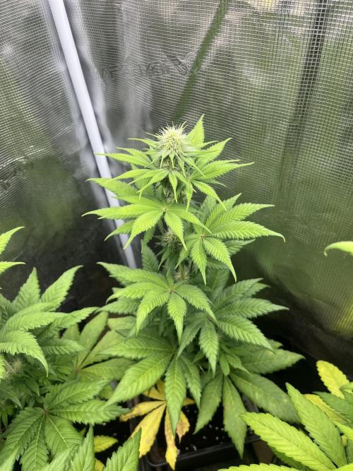 Kiwi x Papaya. Mavericks Genetics. Week 8