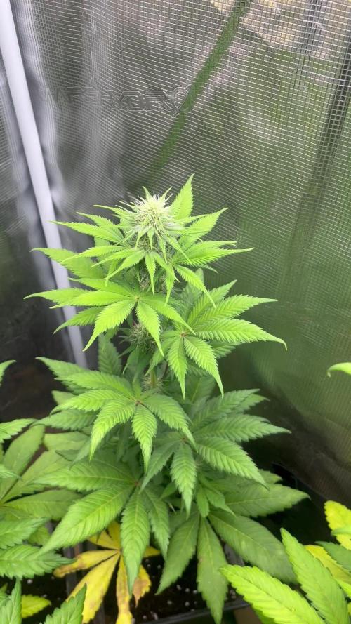 Kiwi x Papaya. Mavericks Genetics