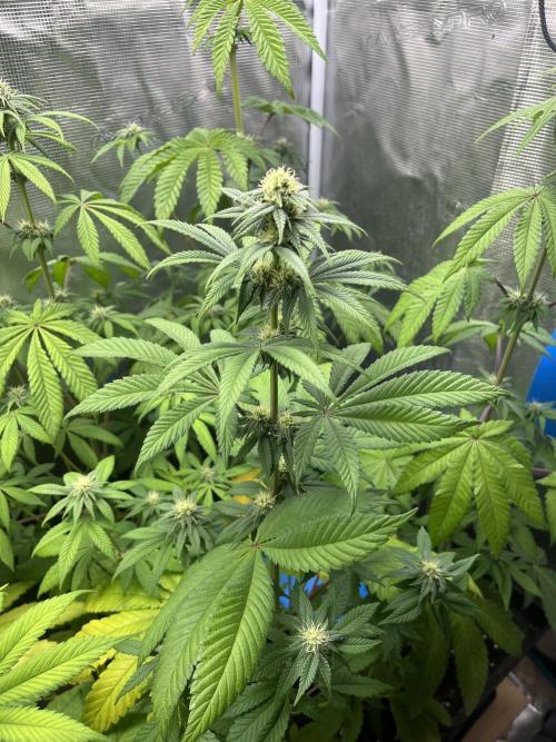 Drizl Pickl. Seedstockers. Week 8