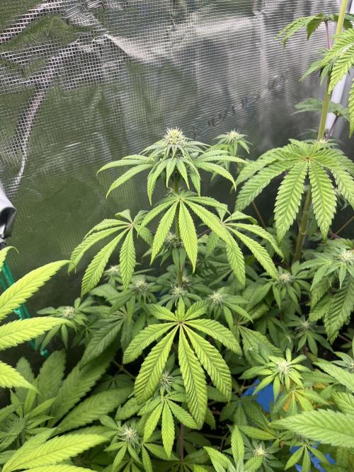 Drizl Pickl. Seedstockers. Week 8