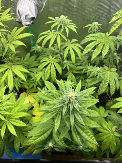 Drizl Pickl. Seedstockers. Week 8