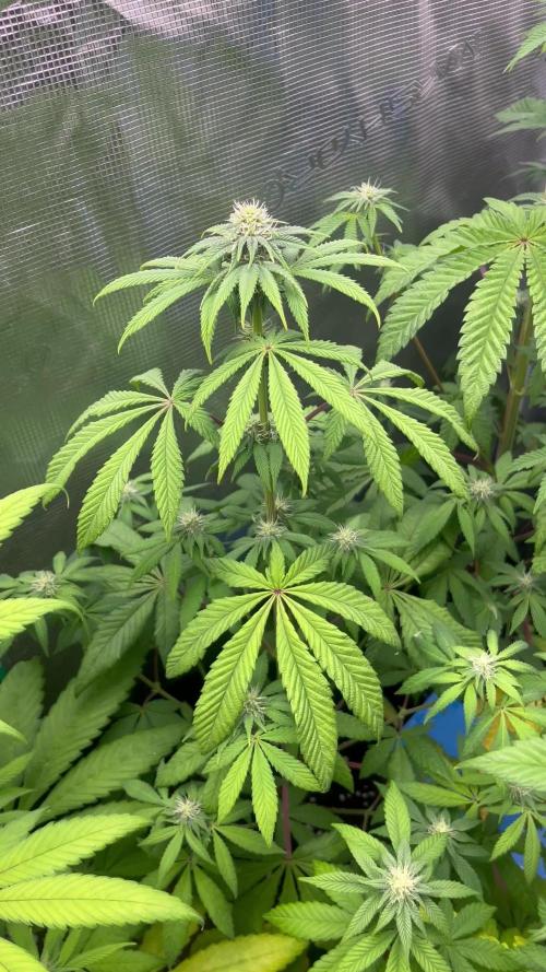 Drizl Pickl. Seedstockers