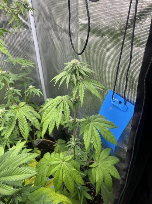 Pink Sunset. Silentseeds. Week 8