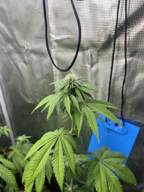 Pink Sunset. Silentseeds. Week 8