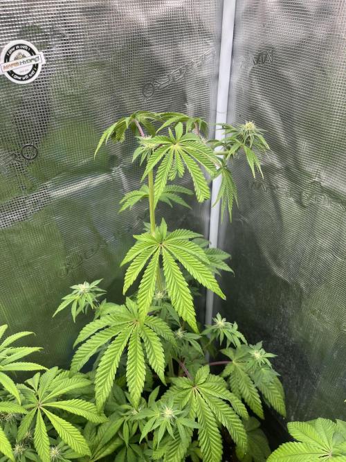 Pink Sunset. Silentseeds. Week 8