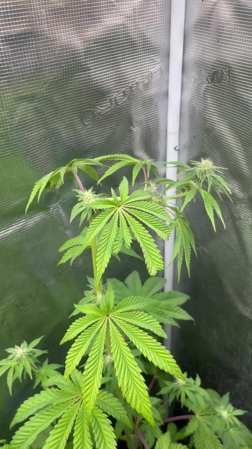 Pink Sunset. Silentseeds