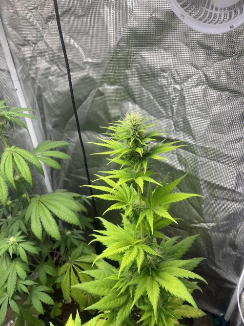 Green Gelato. RoyalQueenSeeds. Week 8