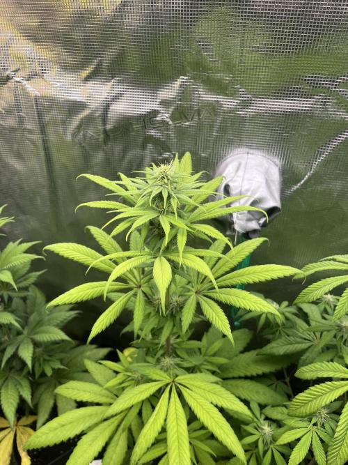 Green Gelato. RoyalQueenSeeds. Week 8