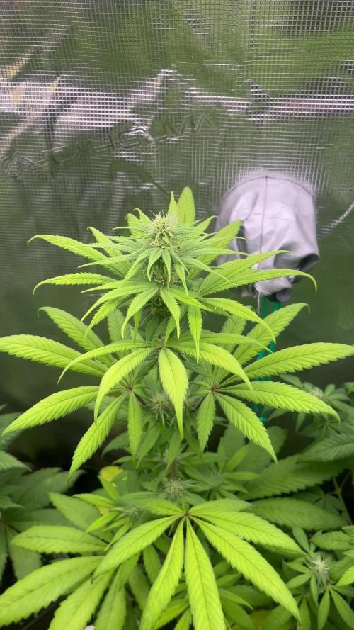 Green Gelato. RoyalQueenSeeds