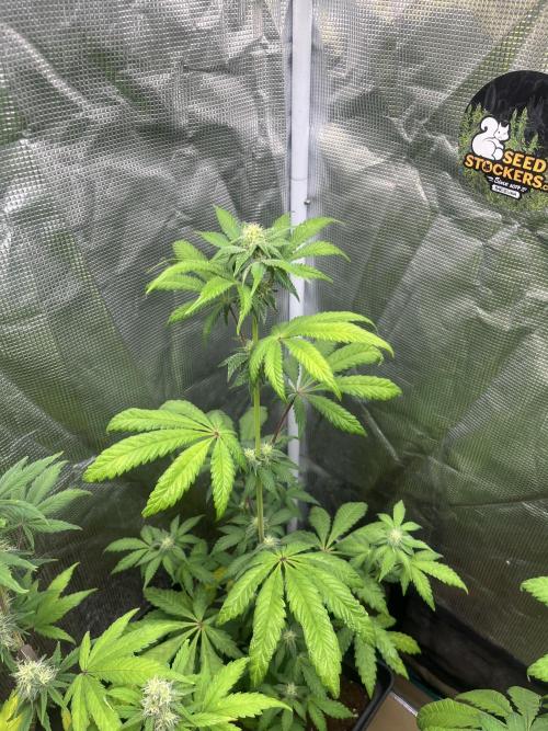 Papayton. Fastbuds. Week 8