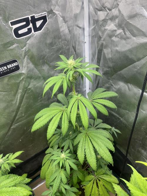 Papayton. Fastbuds. Week 8