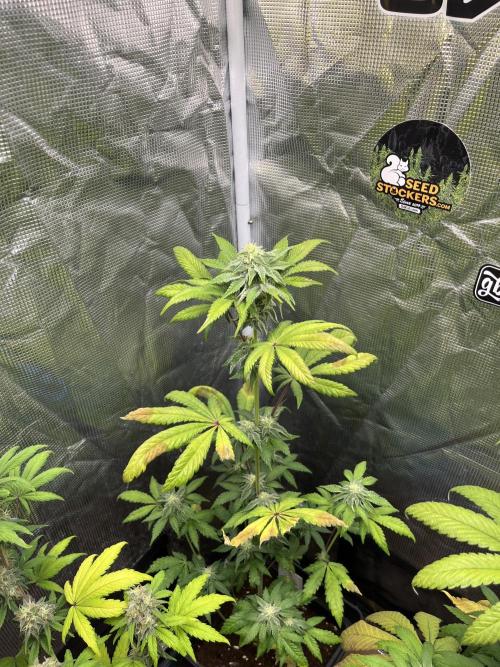 Papayton. Fastbuds. Week 9