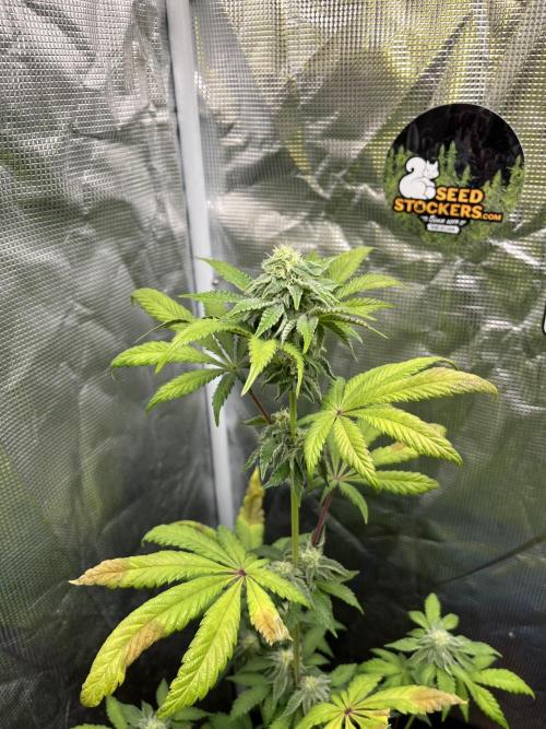 Papayton. Fastbuds. Week 9