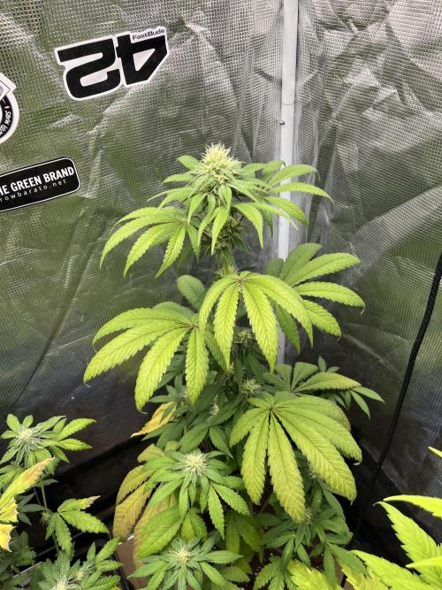 Papayton. Fastbuds. Week 9