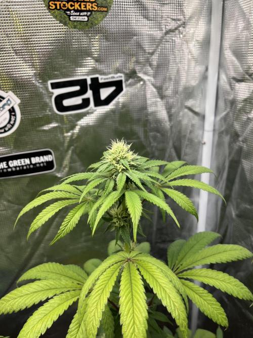 Papayton. Fastbuds. Week 9