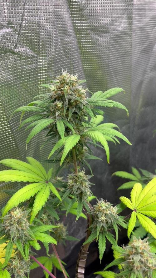 GG4. MSNL