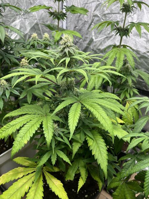 Gomu Gomu Mango. HighBreed. Week 9