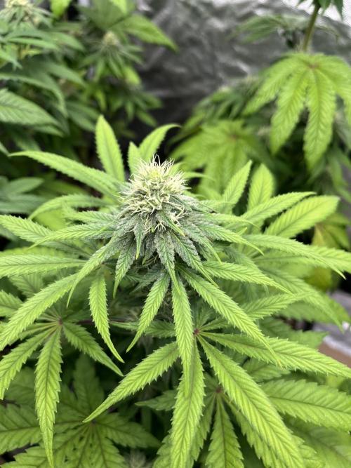 Gomu Gomu Mango. HighBreed. Week 9