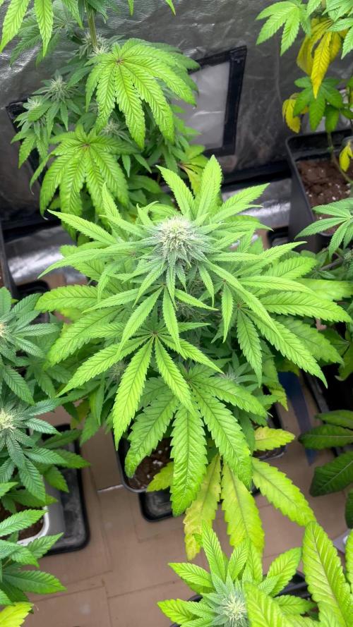 Gomu Gomu Mango. HighBreed