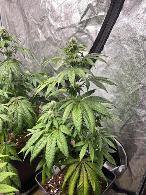 Barcelona Puff. Seedstockers. Week 9