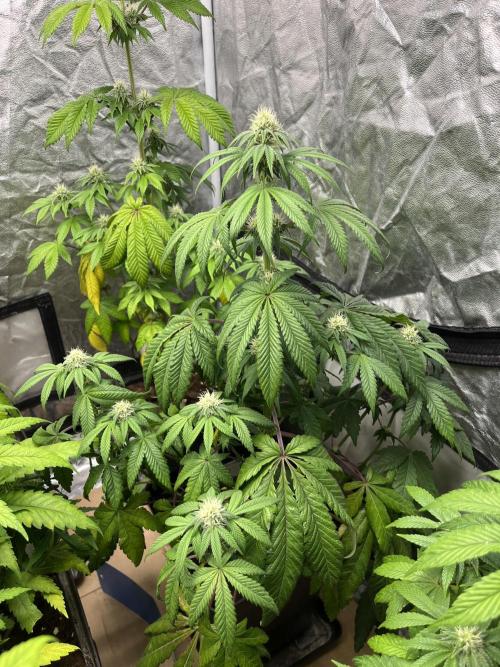 Barcelona Puff. Seedstockers. Week 9