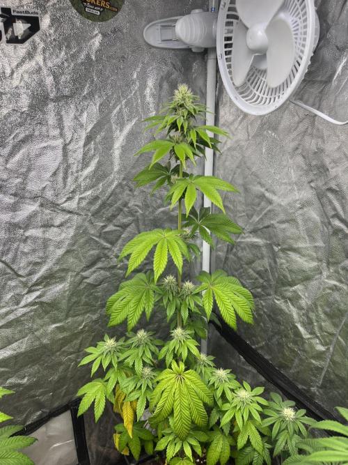 Barcelona Puff. Seedstockers. Week 9