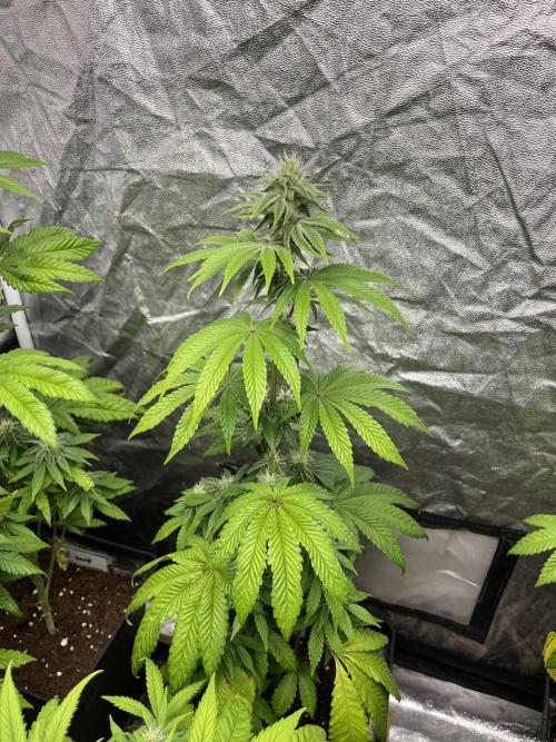 Barcelona Puff. Seedstockers. Week 9