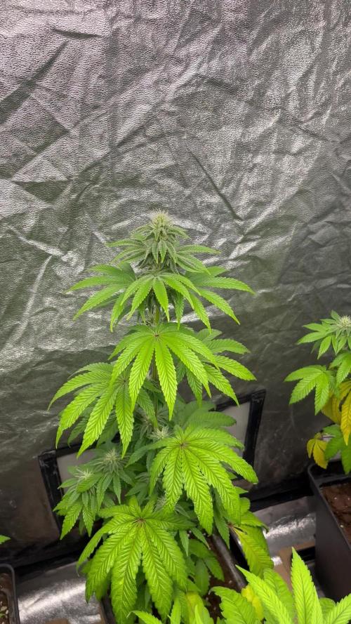 Barcelona Puff. Seedstockers