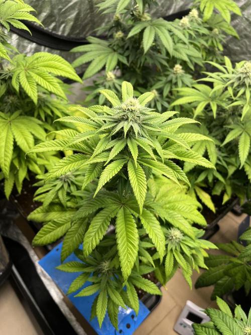 Fishy Zoap. Seedstockers. Week 9