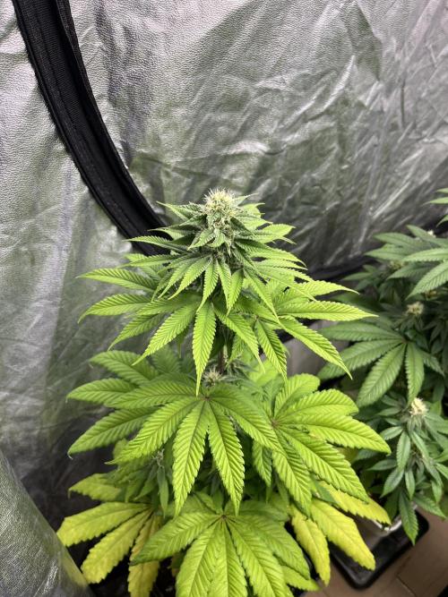 Fishy Zoap. Seedstockers. Week 9