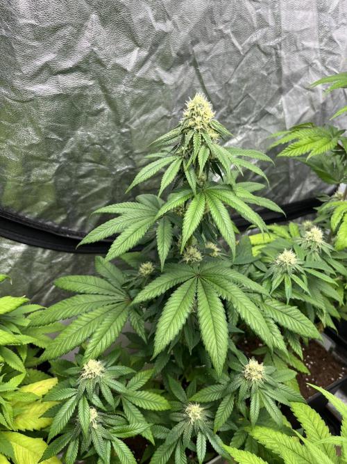 Fishy Zoap. Seedstockers. Week 9