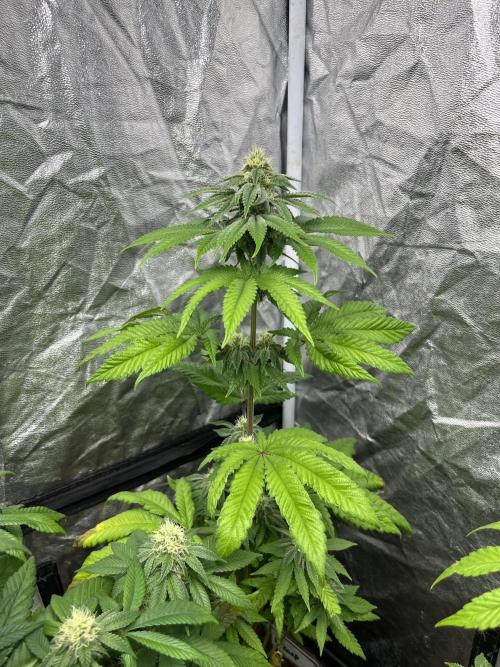 Fishy Zoap. Seedstockers. Week 9