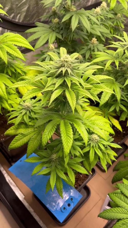 Fishy Zoap. Seedstockers