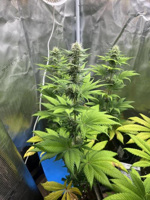 Kiwi x Papaya. Mavericks Genetics. Week 9