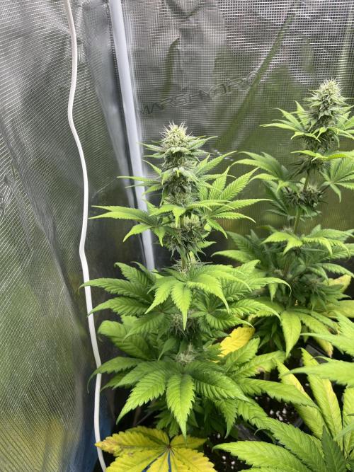 Kiwi x Papaya. Mavericks Genetics. Week 9