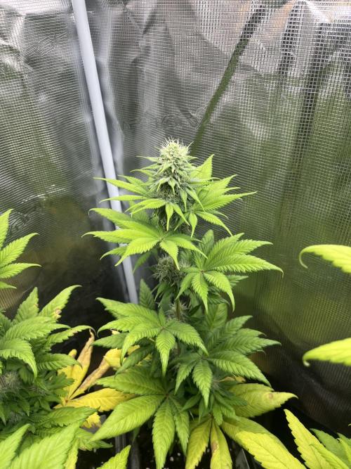 Kiwi x Papaya. Mavericks Genetics. Week 9