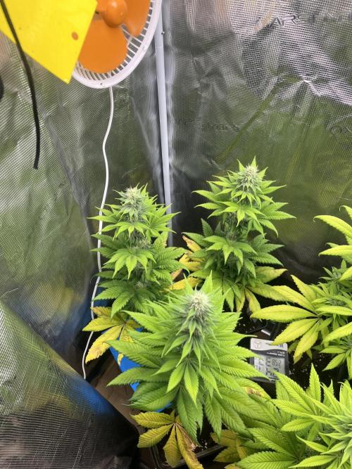 Kiwi x Papaya. Mavericks Genetics. Week 9