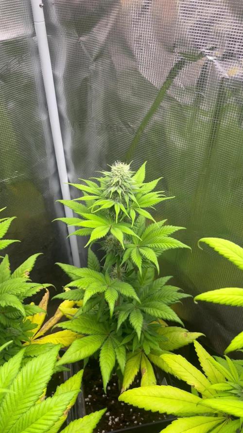 Kiwi x Papaya. Mavericks Genetics