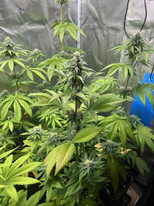 Drizl Pickl. Seedstockers. Week 9