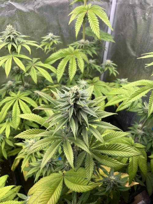 Drizl Pickl. Seedstockers. Week 9