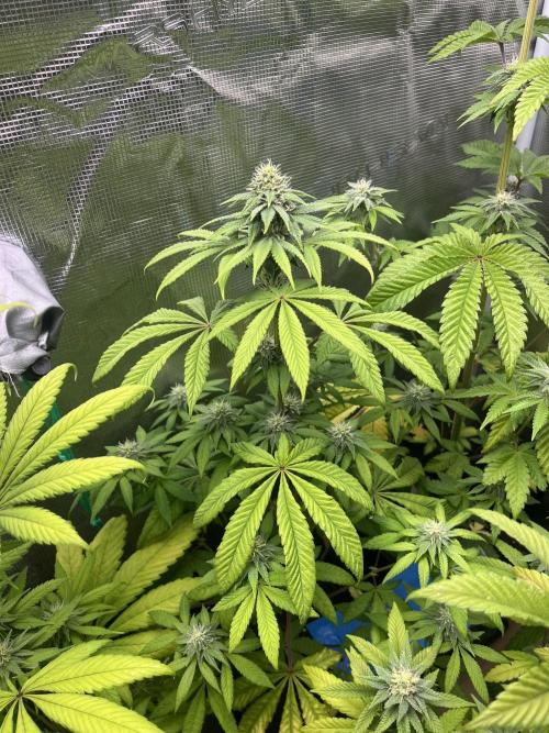 Drizl Pickl. Seedstockers. Week 9