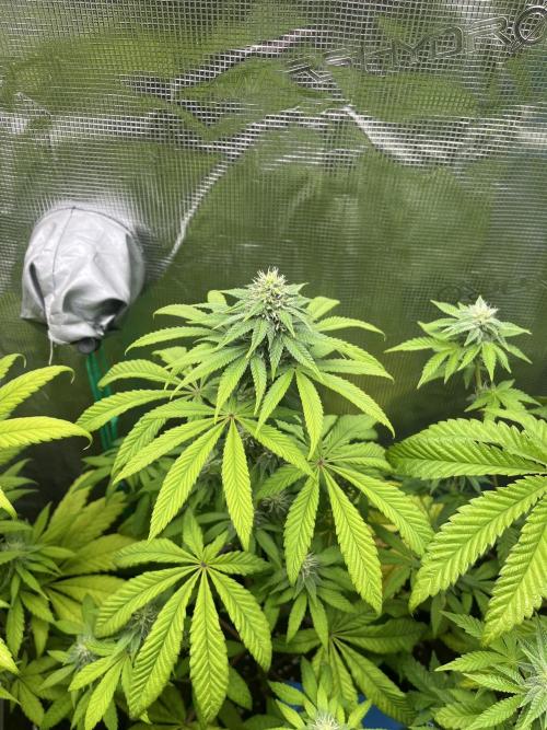 Drizl Pickl. Seedstockers. Week 9