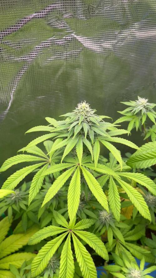 Drizl Pickl. Seedstockers