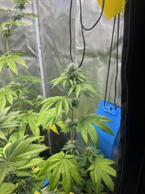 Pink Sunset. Silentseeds. Week 9