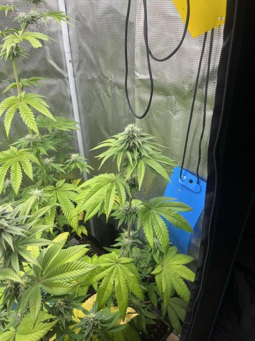 Pink Sunset. Silentseeds. Week 9