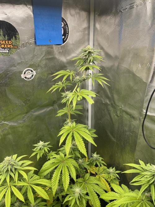 Pink Sunset. Silentseeds. Week 9